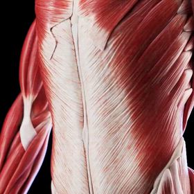 腹横筋の選択的先行収縮の画像