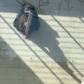 2月14日王子動物園12の画像