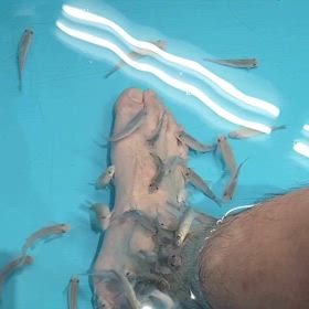 魚に足を食べられてる？の画像