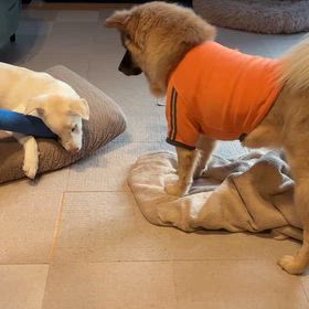 2頭で遊ぶの画像