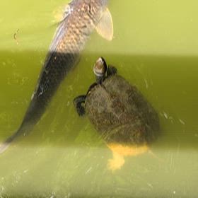 森野熊三(◠‿・)—☆の画像