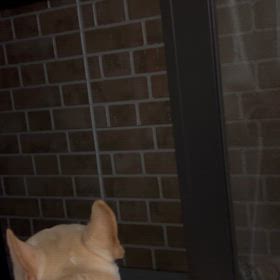 今日のお通じの画像