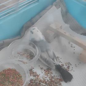 文鳥☆急な痙攣の画像