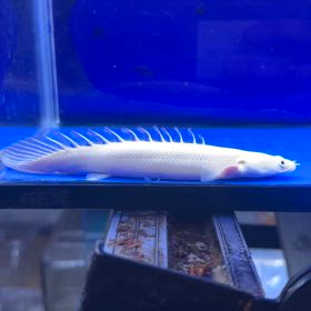 白銀ダイヤモンド 蜃気楼ご成約頂きました！！の画像
