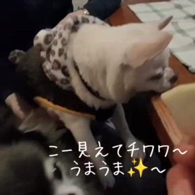 りんご大好きチワワ２の画像