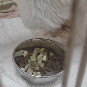 わんちゃんの食育やってます(^0_0^)の画像