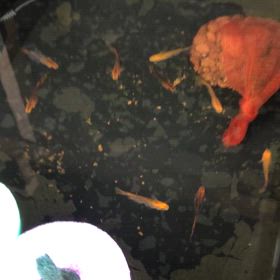 正体不明の油膜でまた★になったの画像