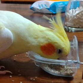 今日のじょじょの画像