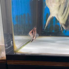 超極上！シャムバンHバンドO様にご成約！の画像
