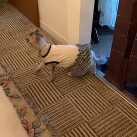 猫のヘルプの画像