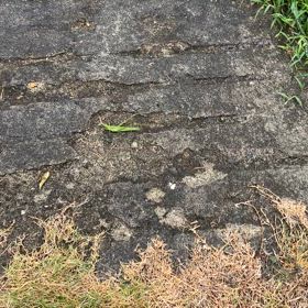 バッタあせあせの画像