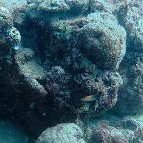 行かれへん…の画像