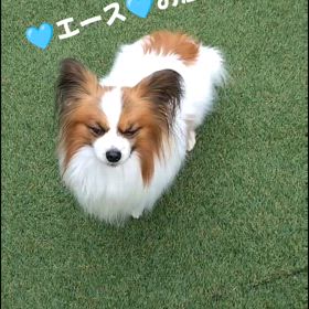 動画ですの画像