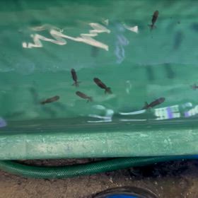 らんちゅう黒子販売の画像