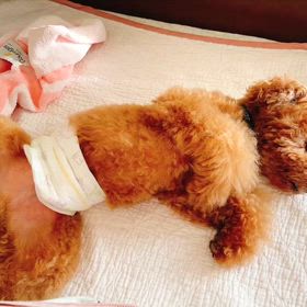 スヤスヤの画像