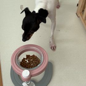 朝んぽ　あさんぽの画像