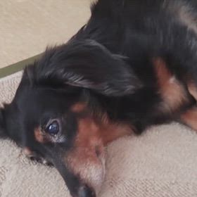 AIブーム？乗っかったwの画像