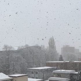 ほわほわわたゆきの画像