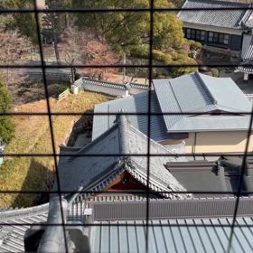 鳩が唄ってるの画像