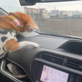 【3月の出来事】3/24は雨だった（サーブアイランド　ビーグルDAY）の画像