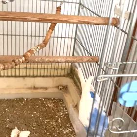 鳥のしつけ！？の画像