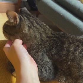 文ちゃんの画像