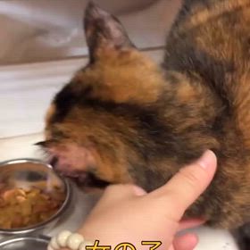 9月１回目の譲渡会開催中の画像