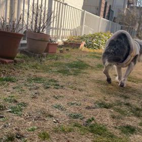 おめでとう‼️の画像