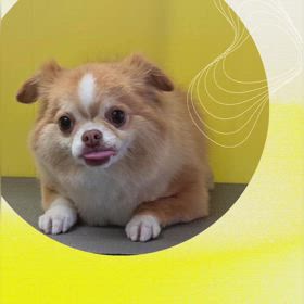 DOGXDOG アランくんの画像