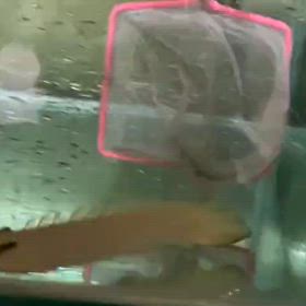 鬼スプーンヘッド見つけました！の画像