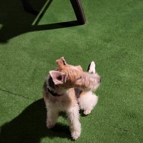 雨だったので。の画像