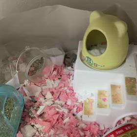 落ち着かないのですの画像