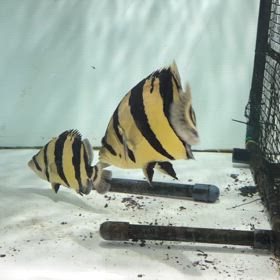 沖縄県のお客様に伝説のシャムタイガーご成約頂きました！の画像