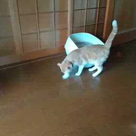 砂ないよの画像