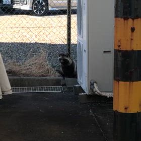 たぬきが出たので撮影しました　鳴きましたの画像