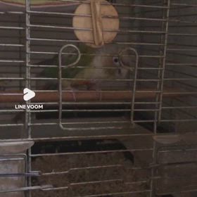 踊るインコの画像