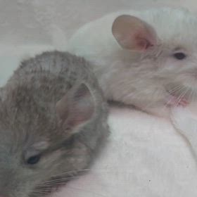 チンチラ双子ちゃんご家族様募集中！の画像