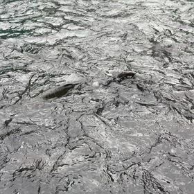 明日、6/5水…放流します。の画像