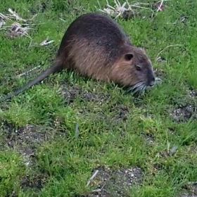 近寄っても全く逃げなかったそうです。の画像