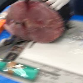 カジキマグロの画像