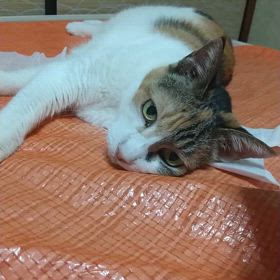 らんちゃんの声の画像