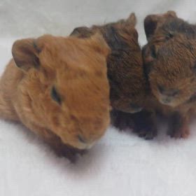 テディモルモットの3つ子ちゃんが産まれました！の画像