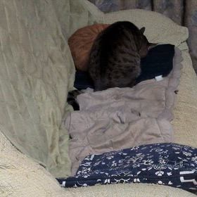 ほっこり動画の画像