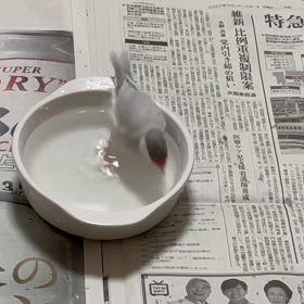 暑すぎますね。の画像