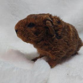 テディモルモットが産まれました♪の画像