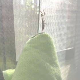 ほっぺたが熱い！ストレス？の画像