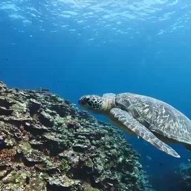 石垣島　スキューバダイビングの画像