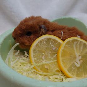 テディモルモットご家族様募集！！！の画像