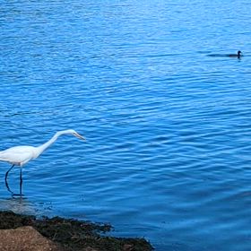 ②朝活 びわ湖出お散歩 鳥たちの朝ごはんの画像