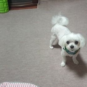 マルガリータ最高の画像